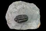 Adrisiops Weugi Trilobite - Recently Described Phacopid #171507-2